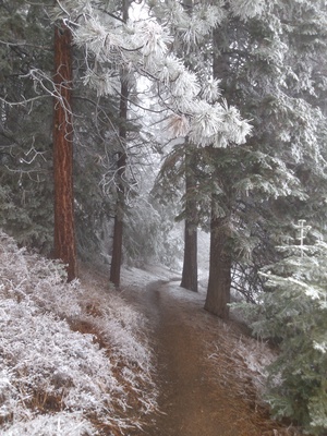 California Mountain Dreaming