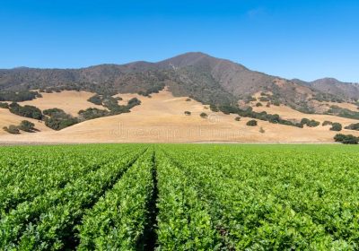 row-crop-green-field-moving-to-perspective-toward-mountains-distance-near-salinas-california-139770199-1